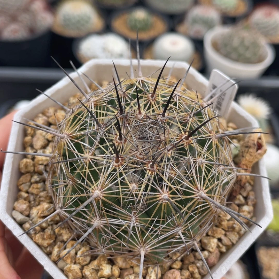 狮子奋迅        实生根