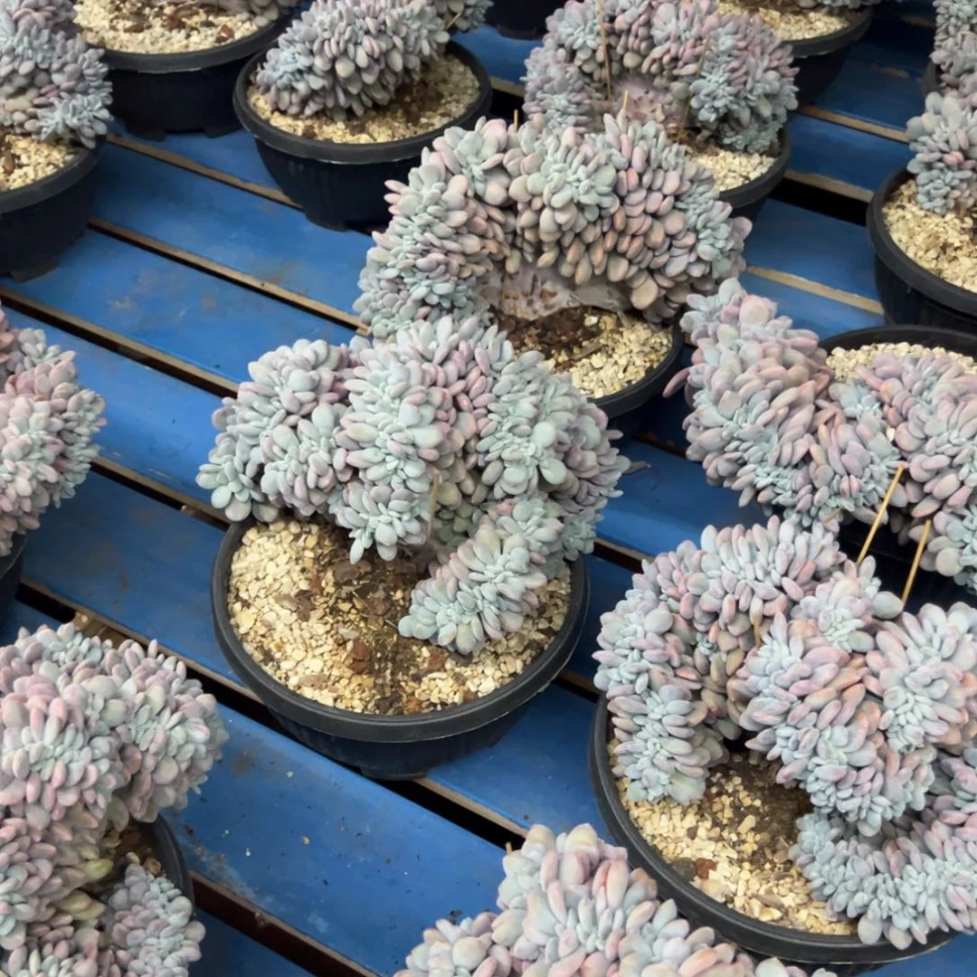 0000橙梦露橙梦露橙梦露