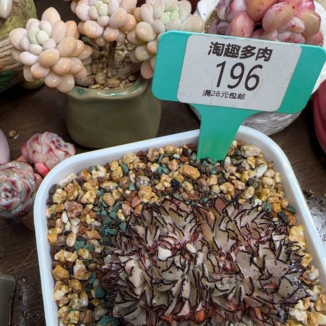 魚多肉植物111111111