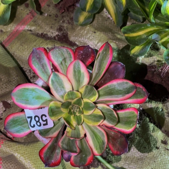 红魔女15-20公分挑带芽的发一颗