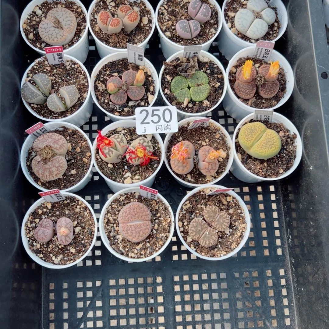 无花朵小**麻我很喜欢这个J250