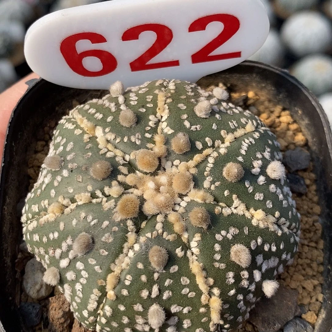 622海星花园系列产品