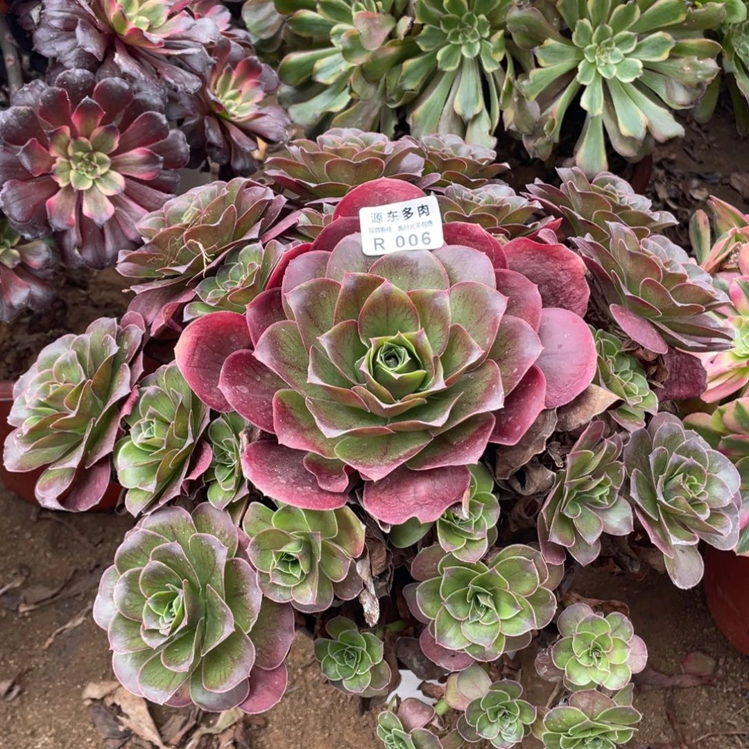 006魅金玫瑰多肉法师断枝不包