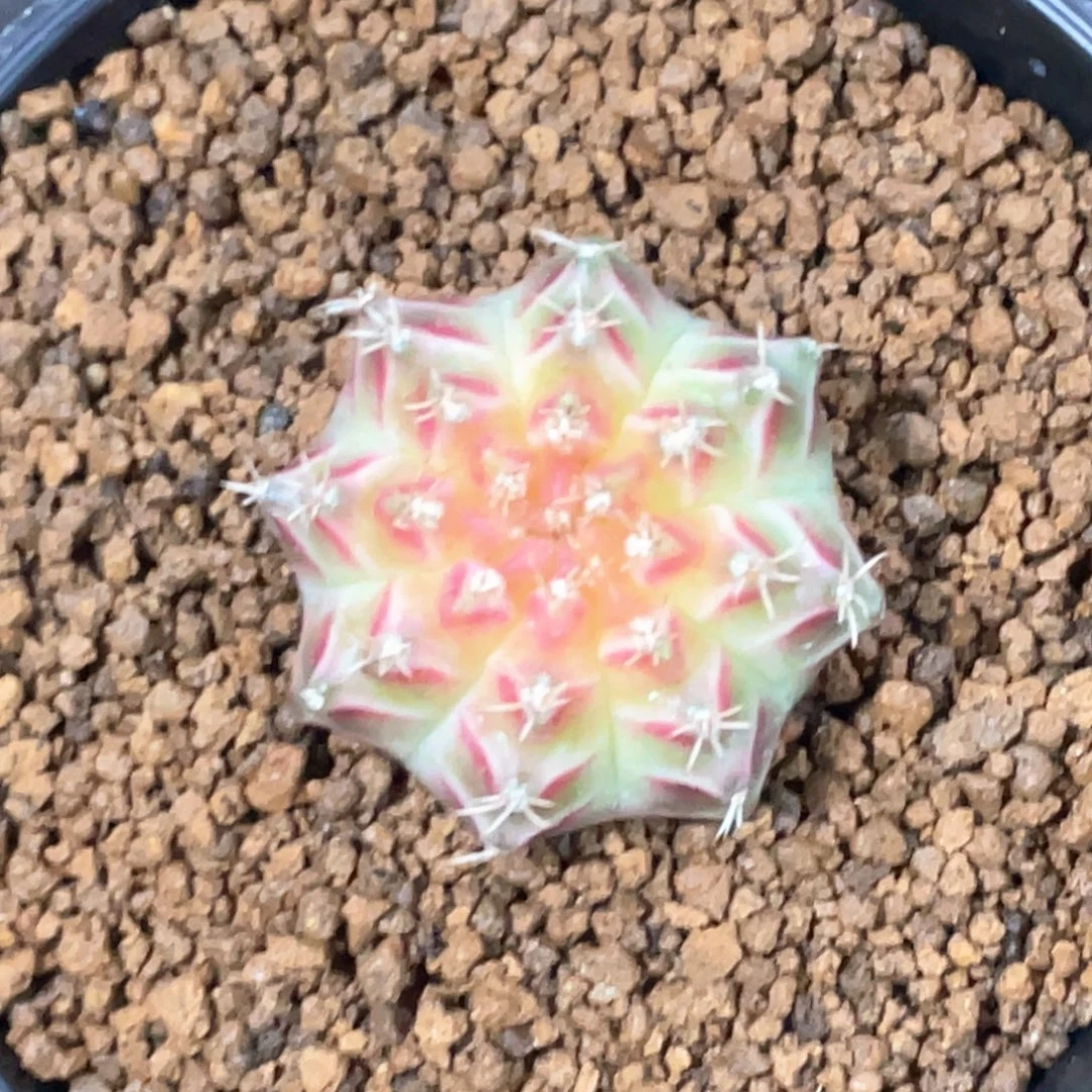 当前无花朵，栽培后可花朵梦想轮回21