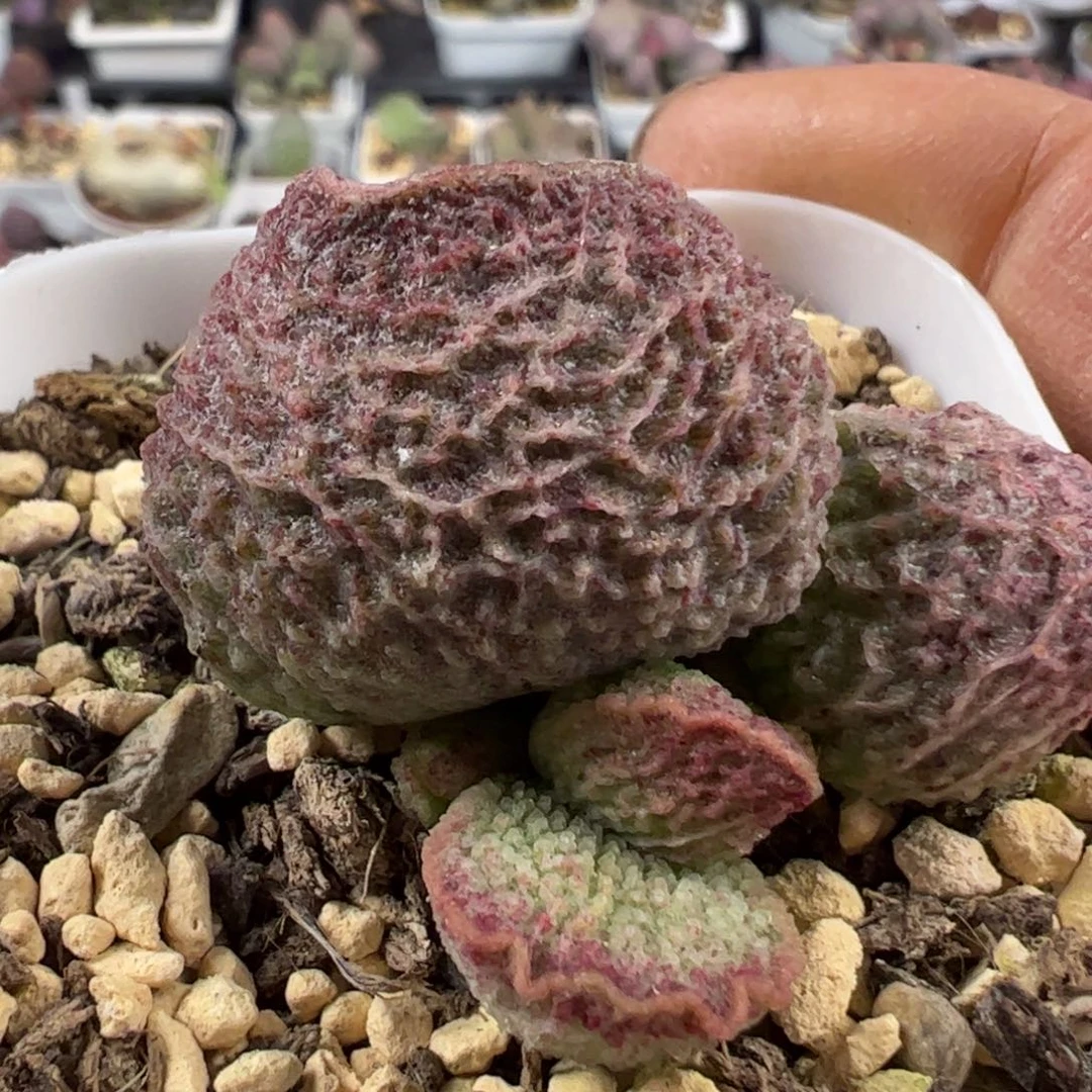 实生新品多肉植物水泡166号