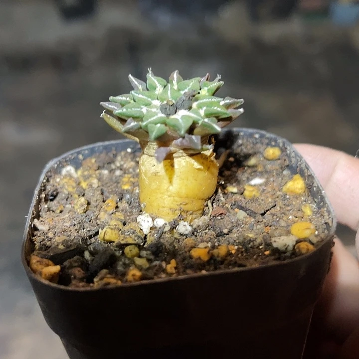 满38包邮2天凑单，脱土晾根发货多肉植物实生黑牡丹