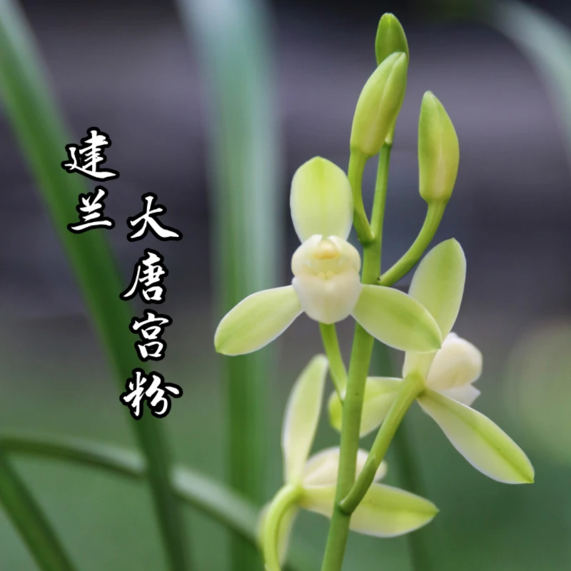 建兰【大唐宫粉】四季兰