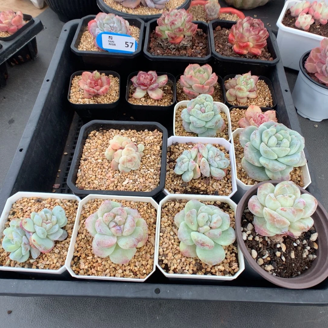 丫***丫57 一组美肉多肉多肉