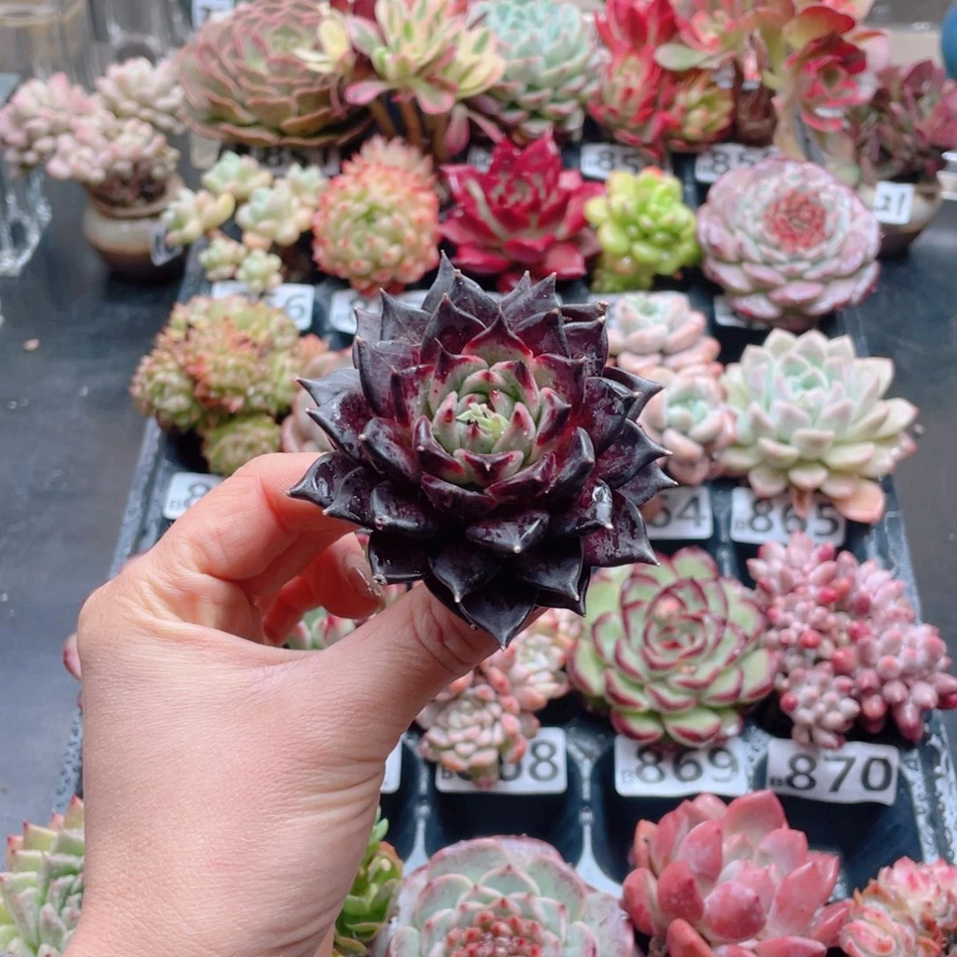 无铅玻璃?****?花器花器和我花器