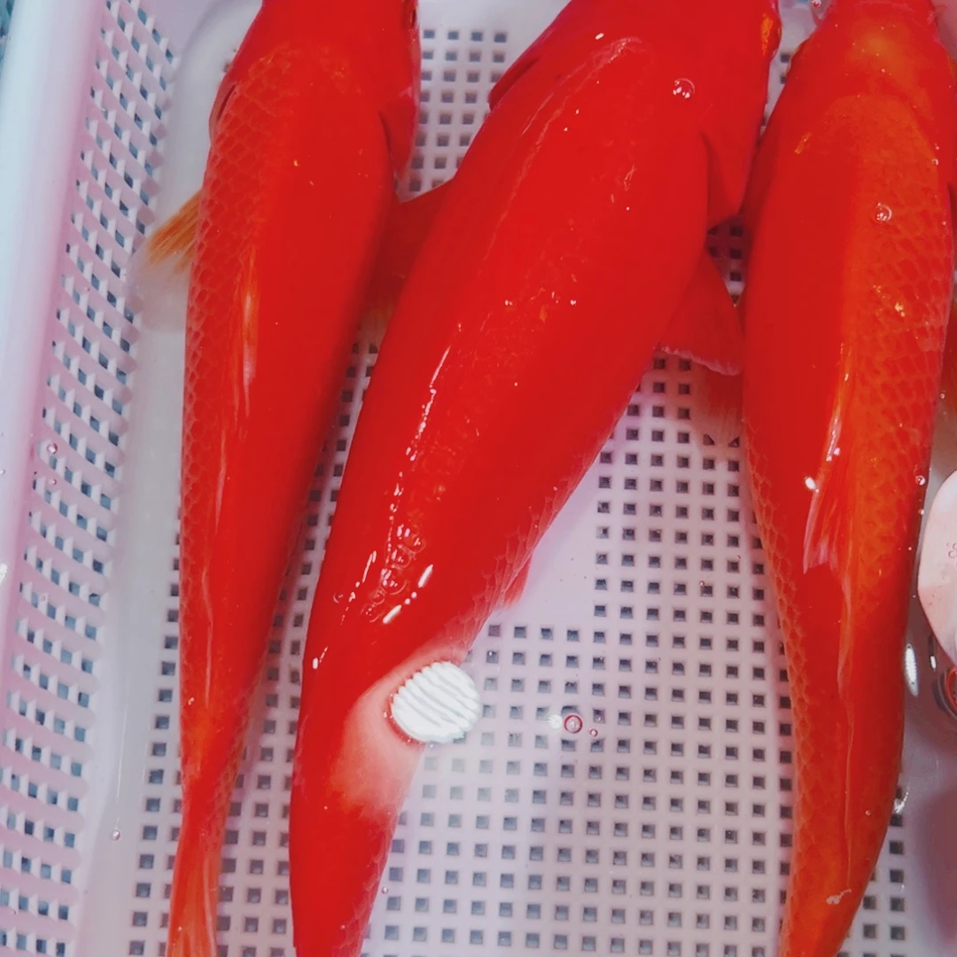锦鲤锦鲤冷水观赏