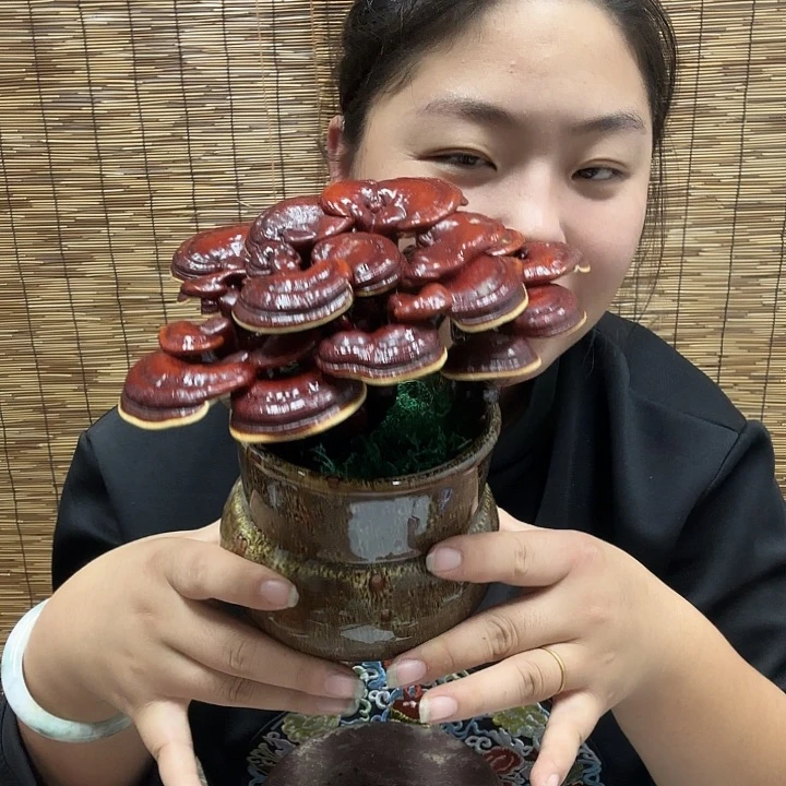 无花朵媛*.灵芝孢子粉和
