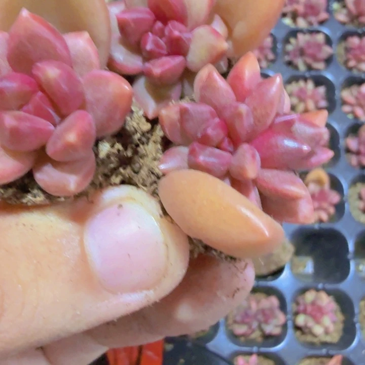 迷雾泡泡五颗一组