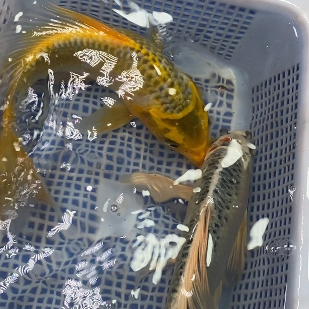 锦鲤冷水锦鲤包邮