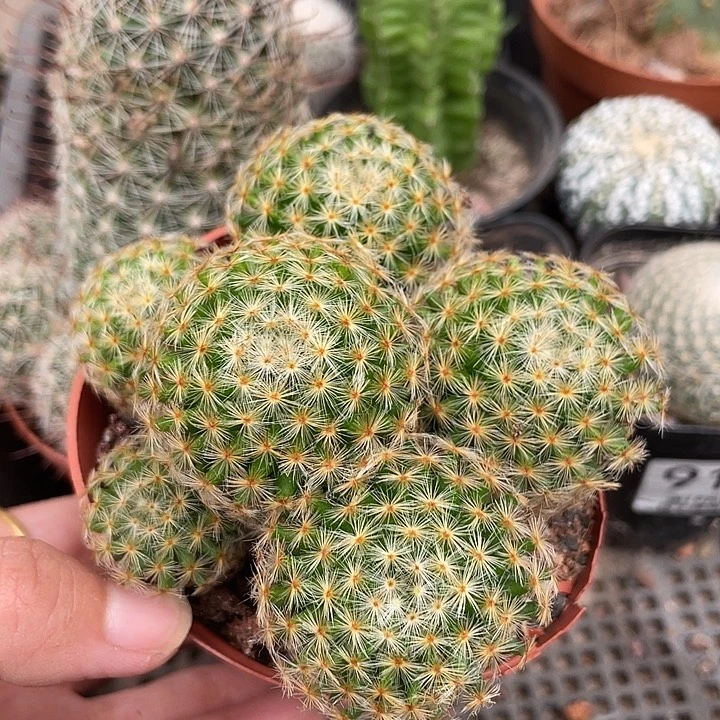 918明星群仙人球植物