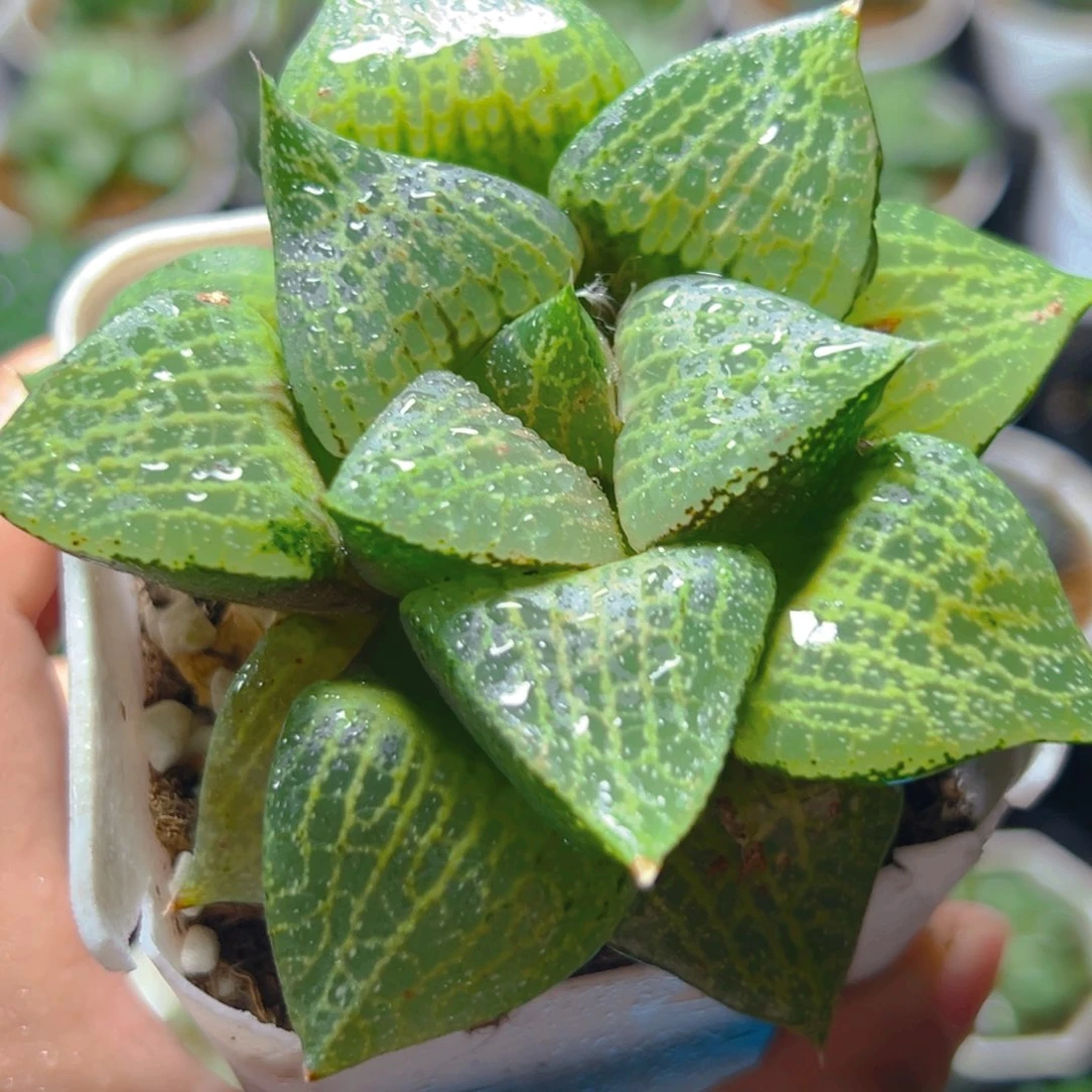白鲸康平玉露多肉1