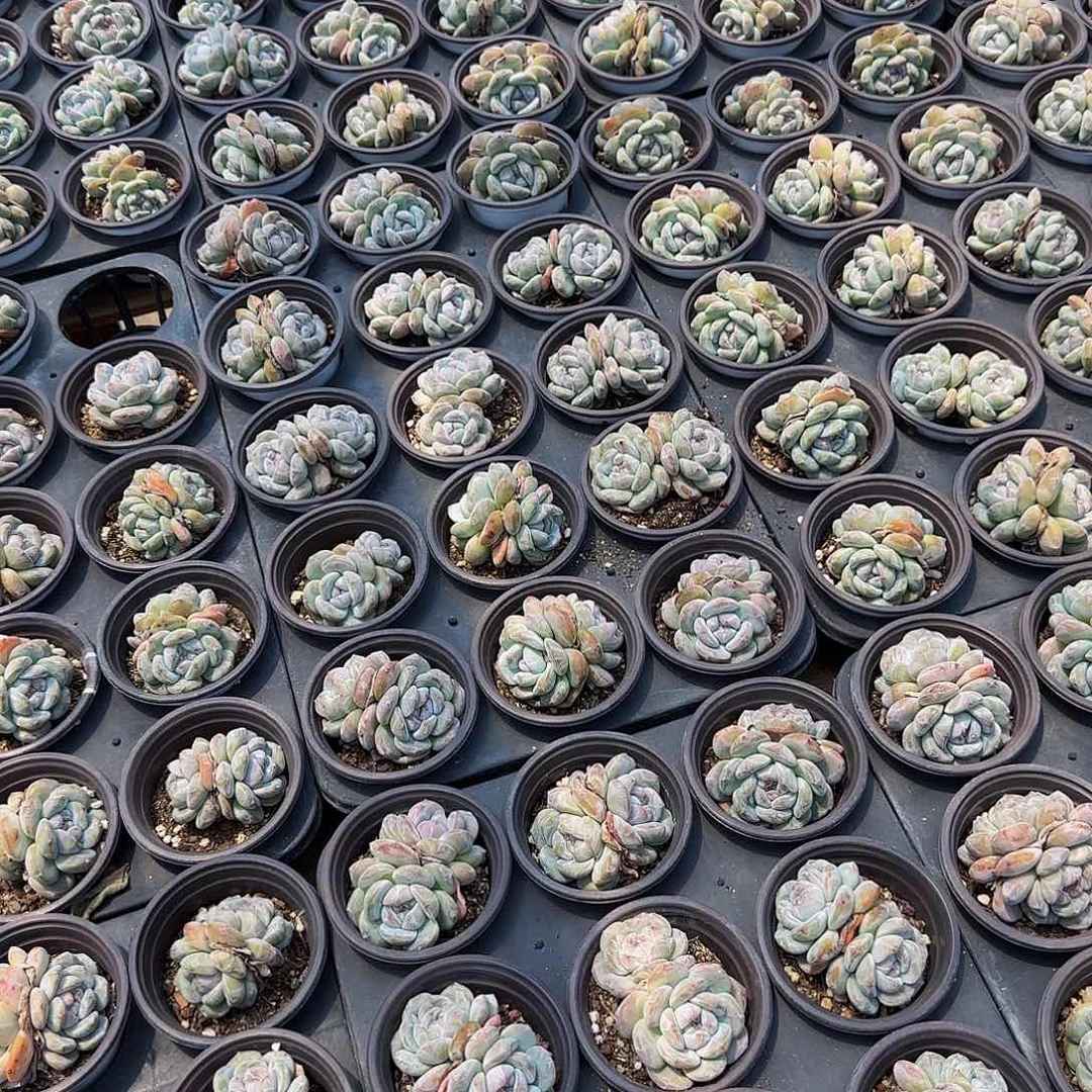 下播福利双头15颗一组