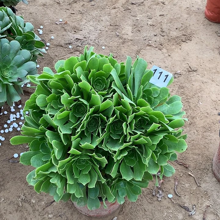 无花朵111绿杨蓉南