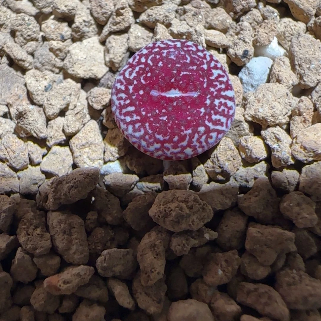 肉锥多肉植物组合-全窗墨960