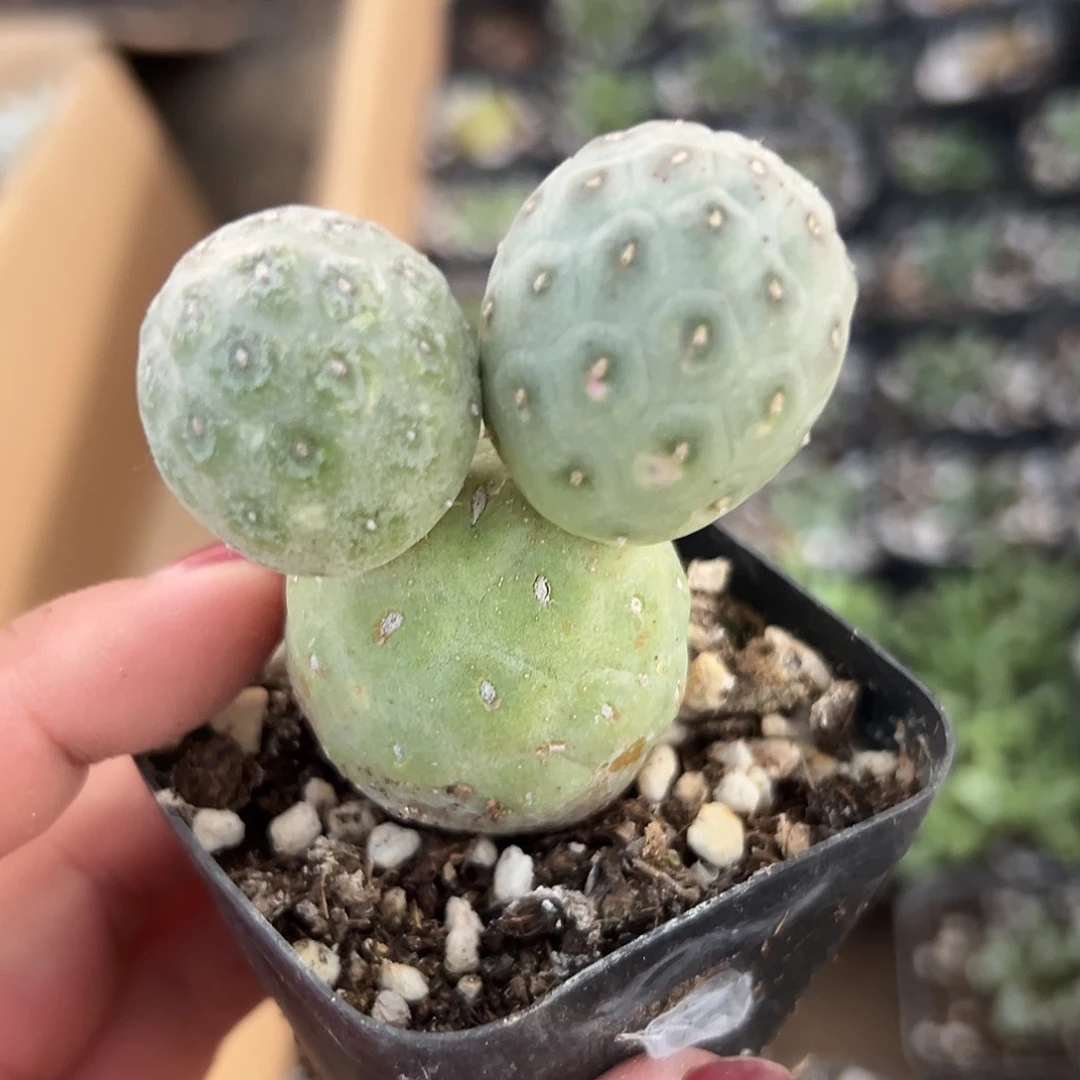 多肉植物米奇习志野