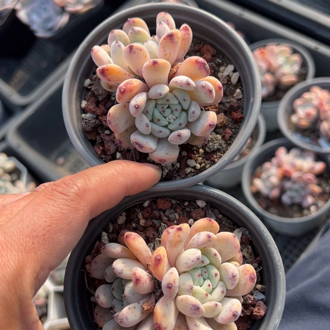 雪爪双头到手1颗量拍多肉满18元包邮下午发货