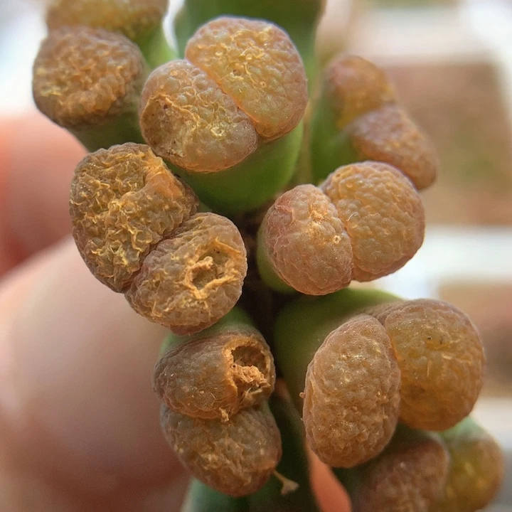 战损016 肉锥植物