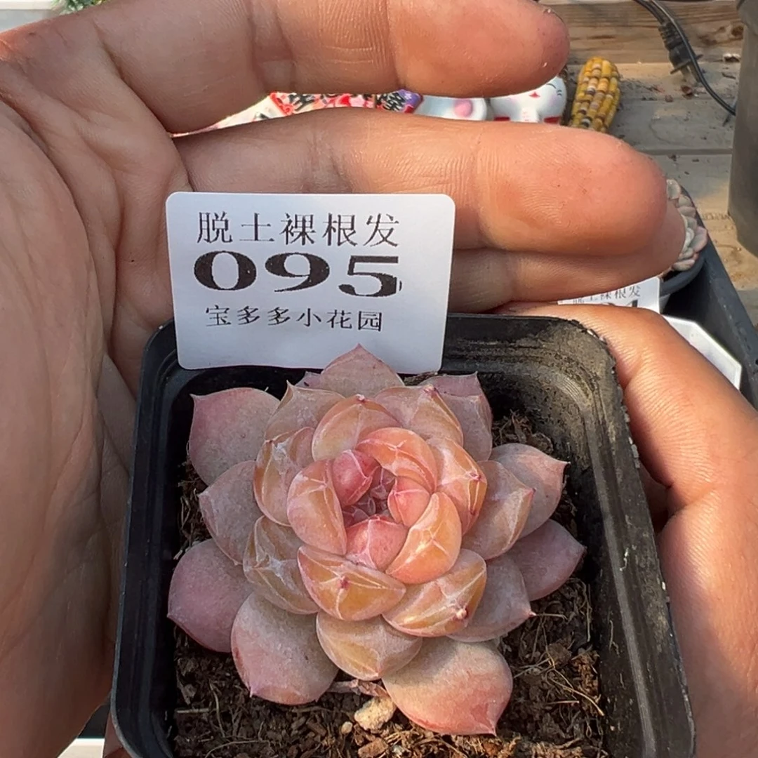雪塔多肉满28包邮脱土发