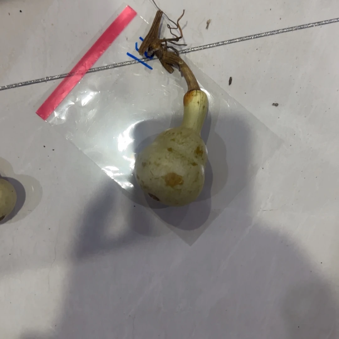 坐***阔青皮不包成青皮不包成