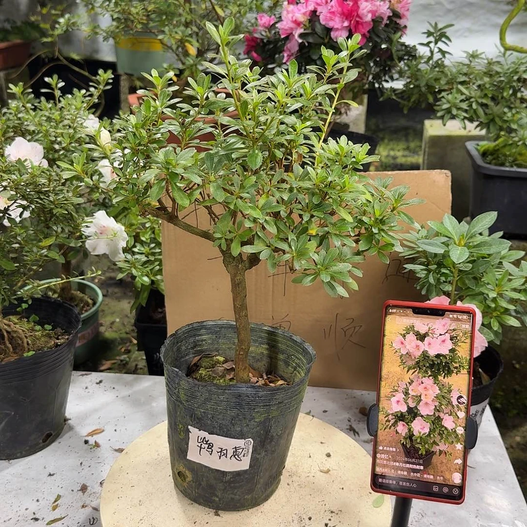 全部花苞鸨羽惠必须杜鹃花
