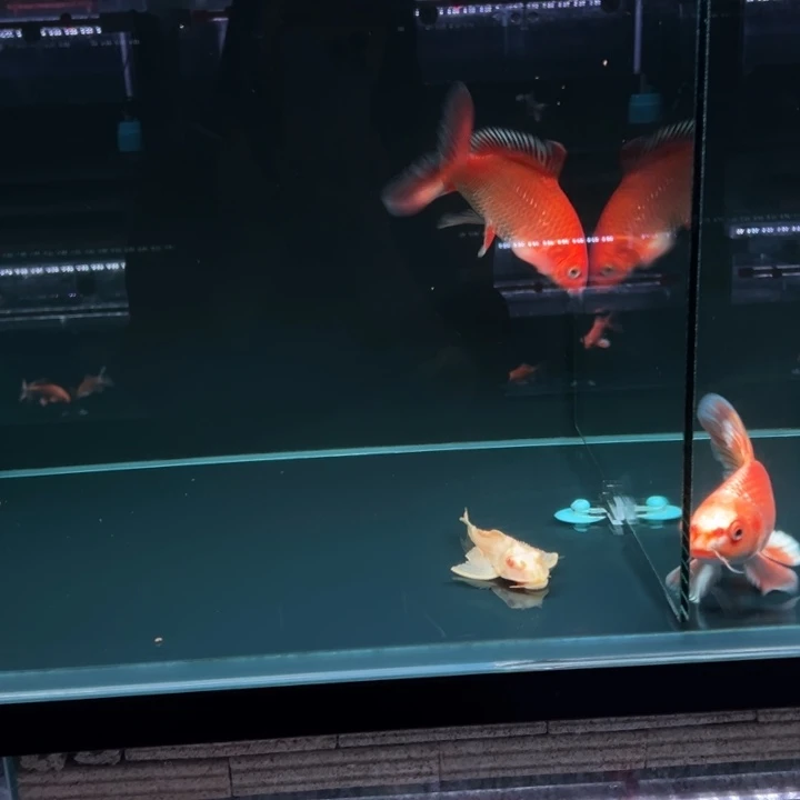 海水鱼大****鱼精品蝴蝶鲤