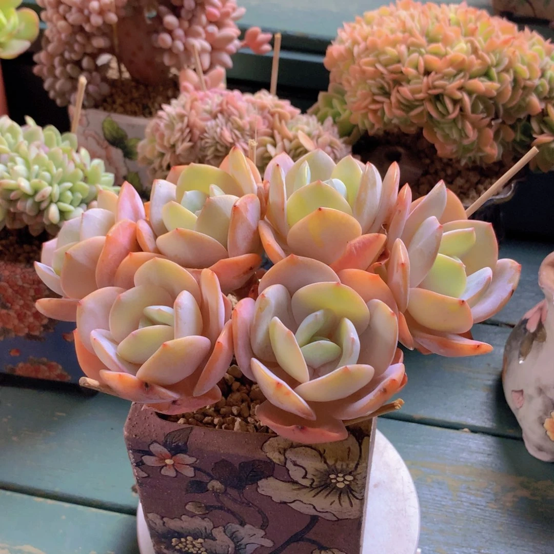 奶茶自然群老桩群