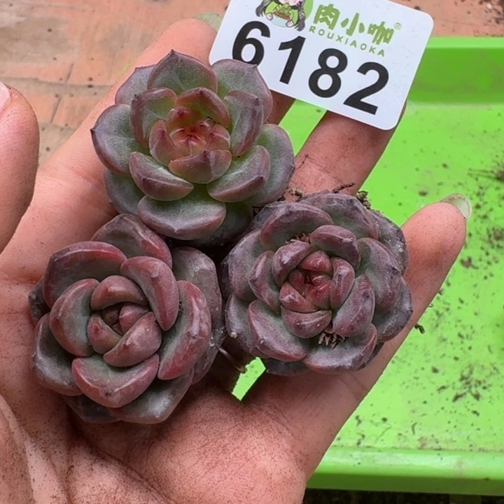 多肉植物多肉植物