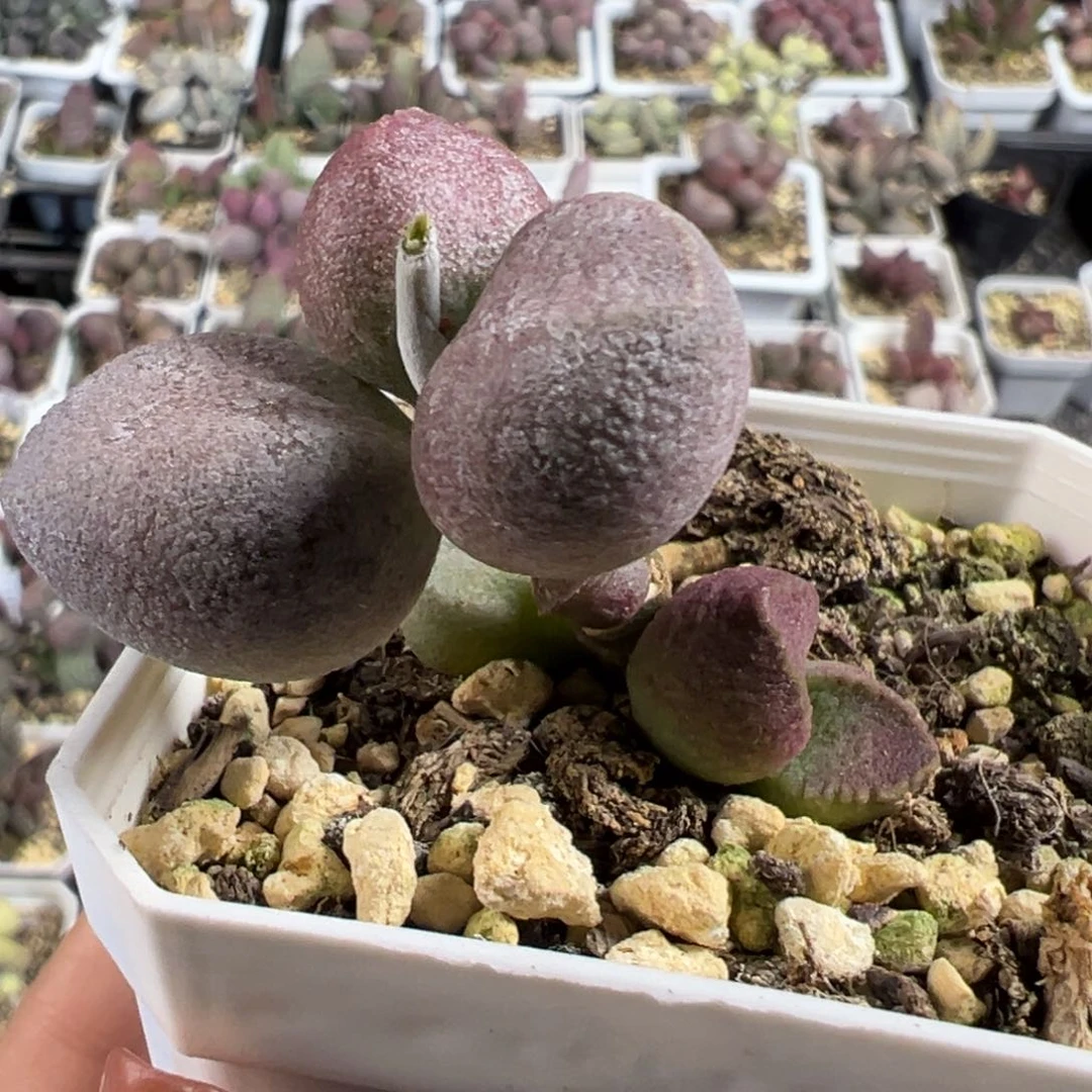 实生新品多头纯木质桩多肉植物
