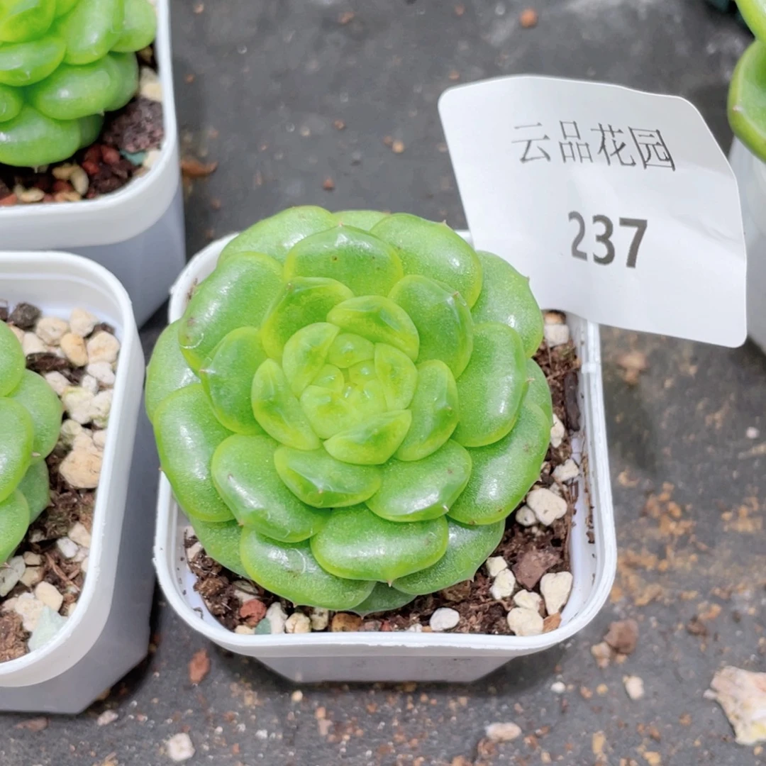 橙***s237号糖心冰心珍妮 灯泡珍妮