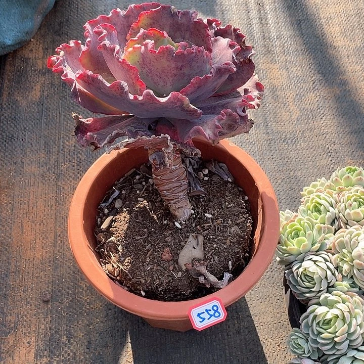 558包菜 一物一拍多肉