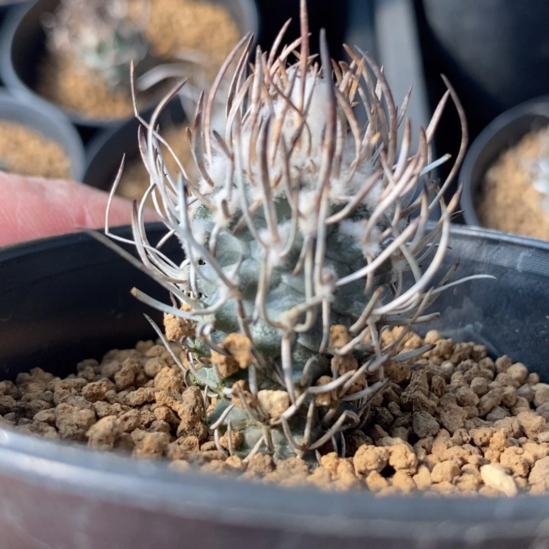 黄龙丸实生无刺仙人球开花