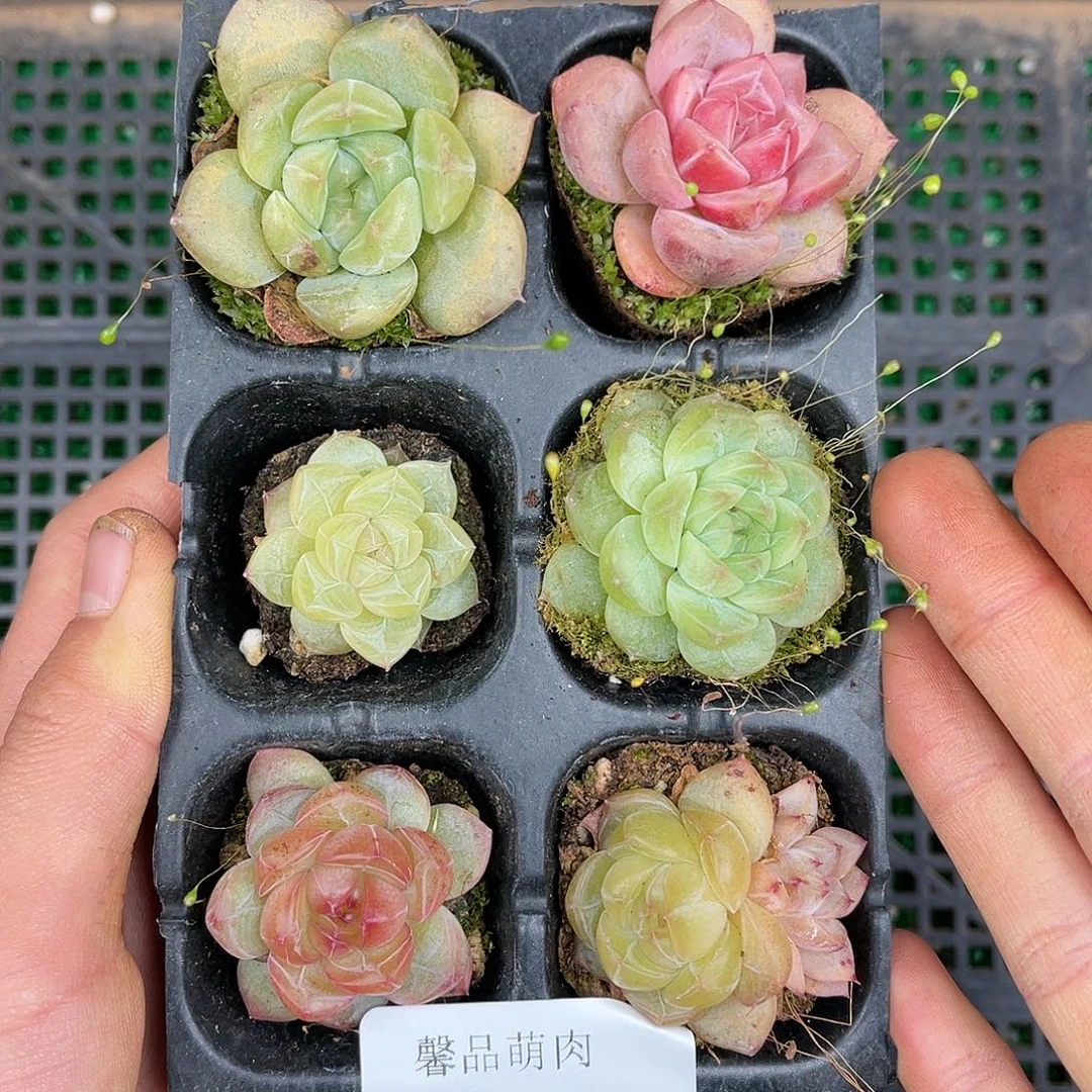 多肉一物一拍25-154