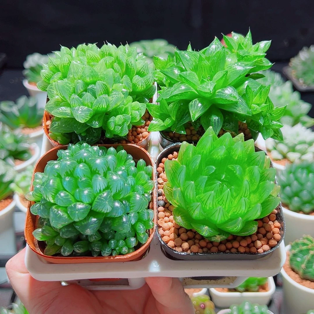 樱水晶水晶寿姬玉露群雪花原盆土