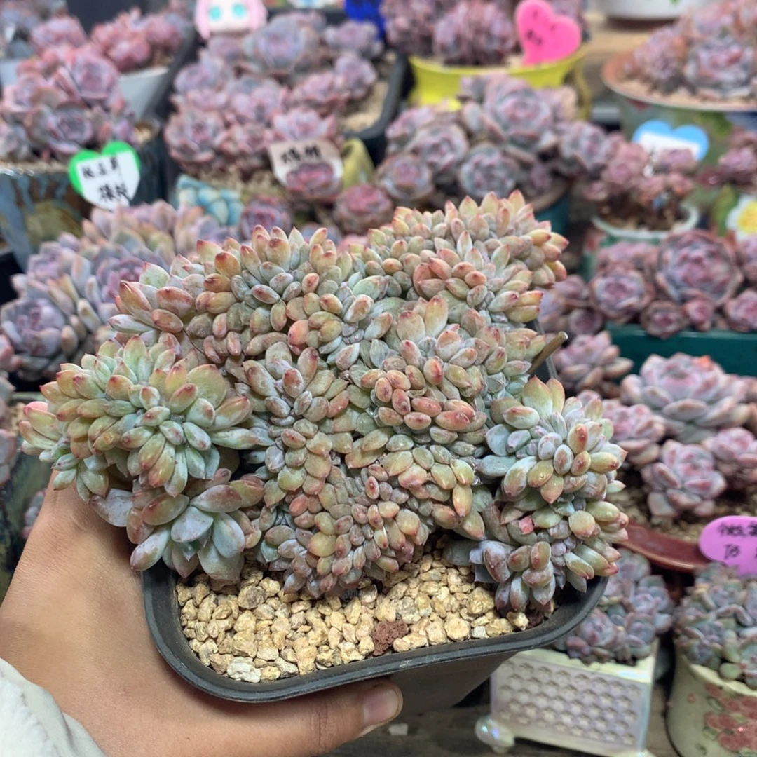 哈哈哈哈哈哈哈哈6