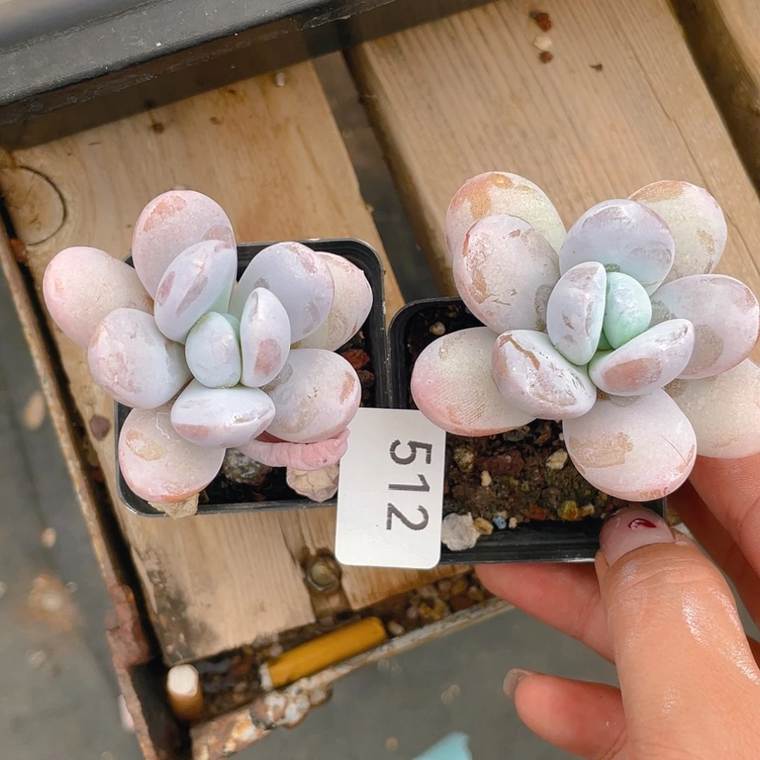 512。 雪美人。