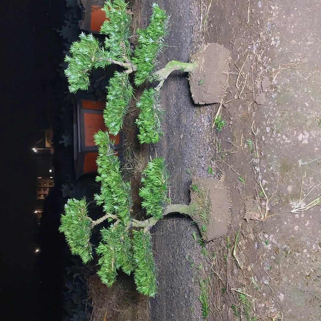 用***9无花朵555558888858588