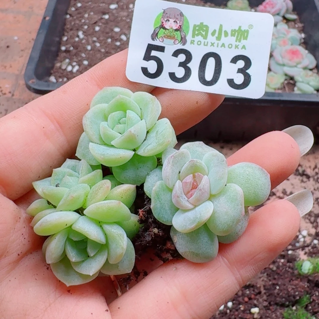 多肉植物多肉植物