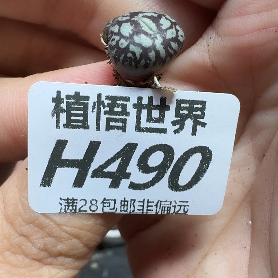 多肉植物的润泽ghhj