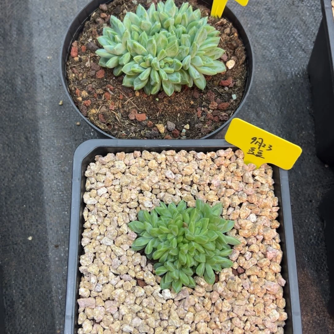 水晶萝莉，8头和10头各一颗，豆豆