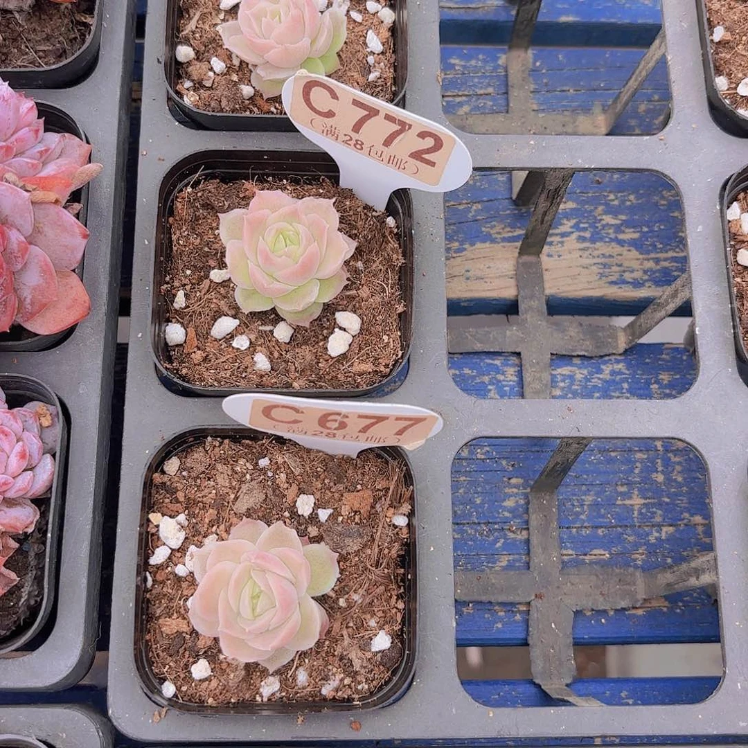 沐***.C772虾饺一物语拍