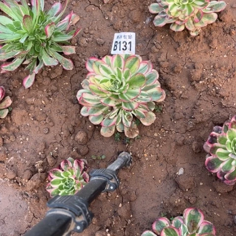 131玉芙蓉不包断枝