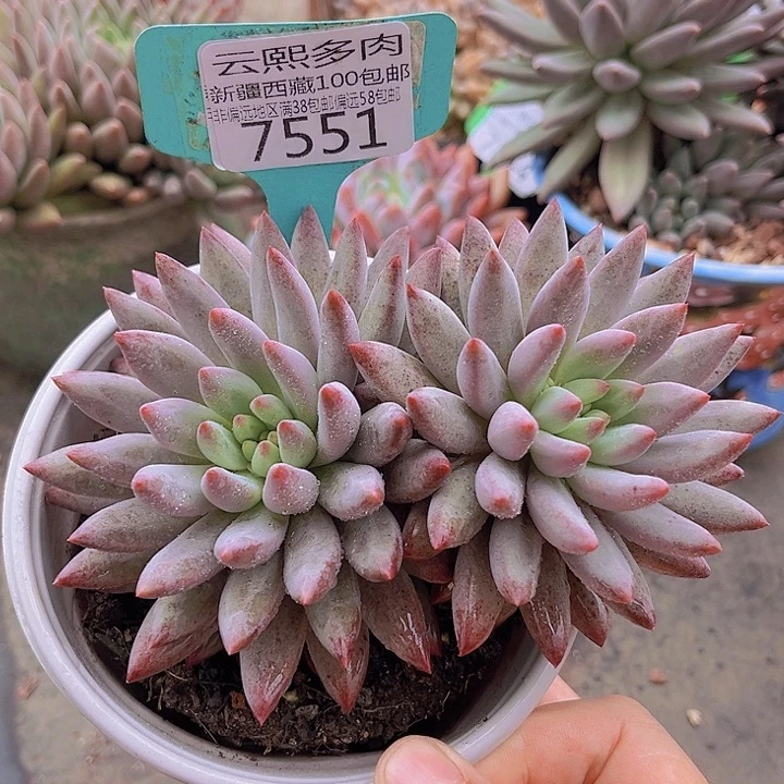 7551虞美人。
