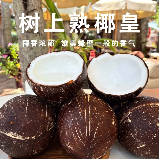 【中秋特惠】树上熟椰皇 海南奶椰/ 新鲜椰子/牛奶椰皇孕妇营养水果