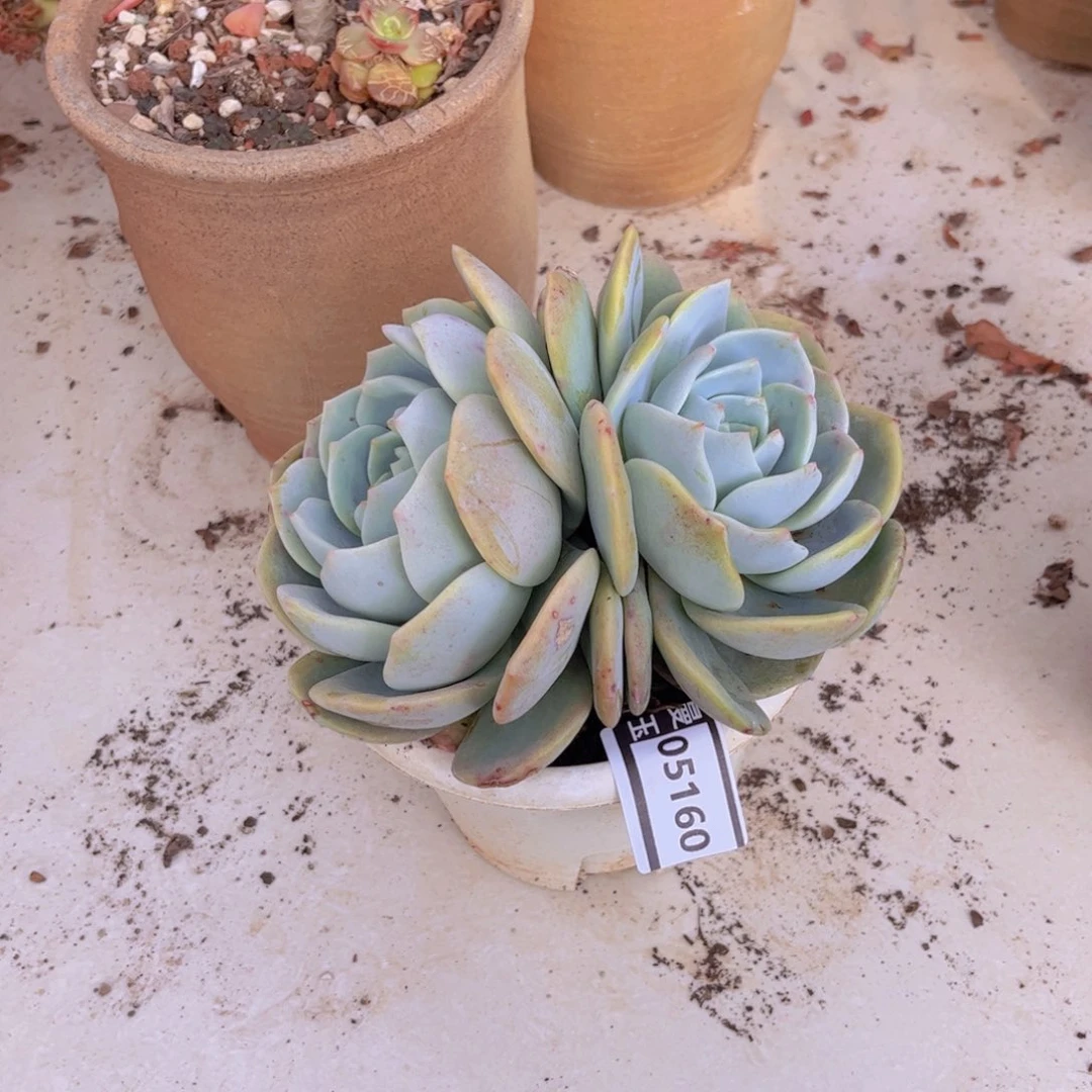 凤橙多肉植物05160