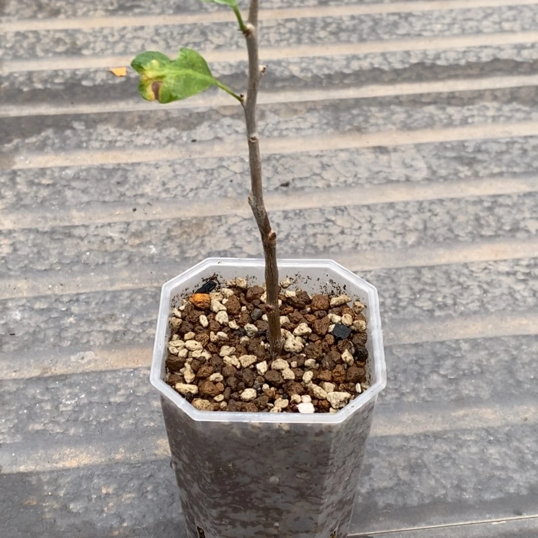 舍特达利裂榄扦插带盆