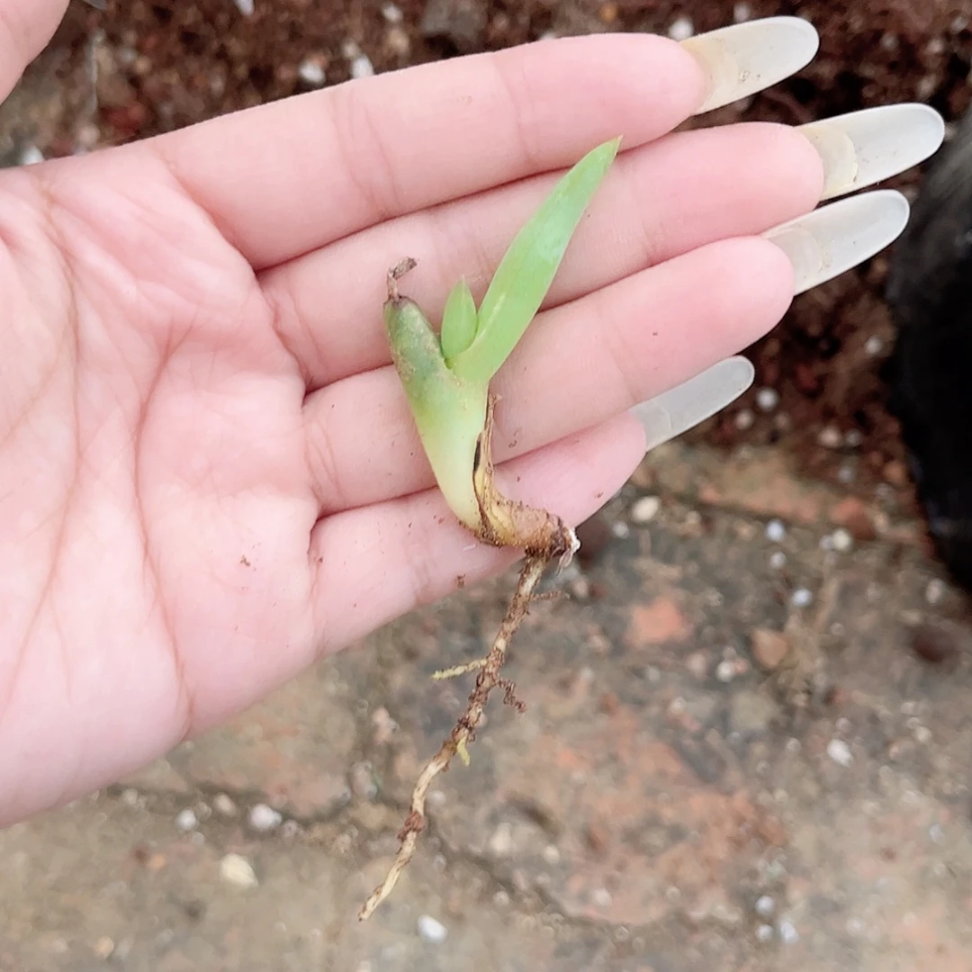 多肉植物不知名芦荟
